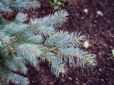 Pine Leaf Bush