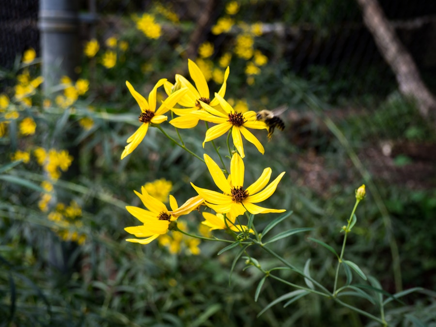 Photo: Yellow Flowers with Bee