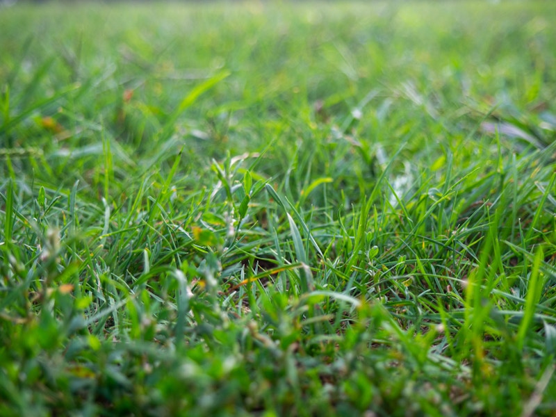 Photo: Close up of grass in a field