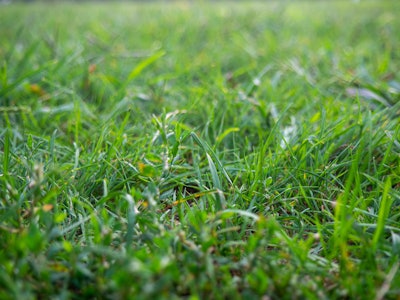 Green Grass - Close up of grass in a field