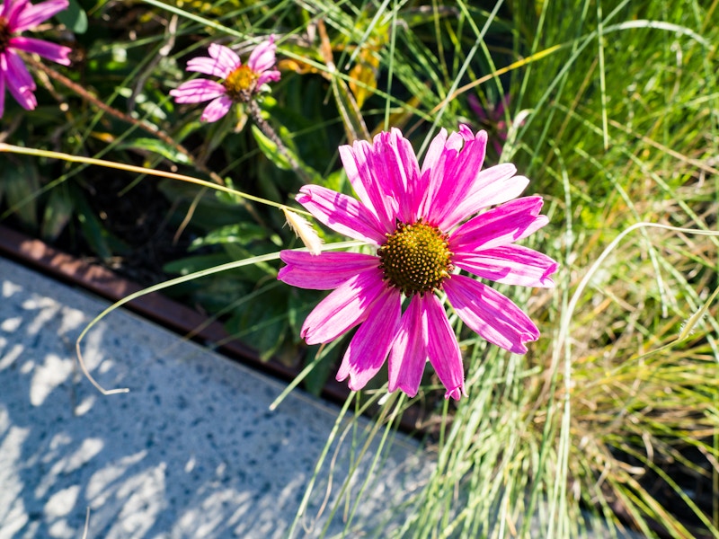 Photo: Pink Flower