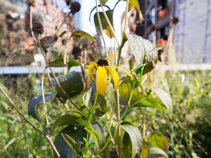 Photo: Yellow Flower and Leaves