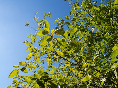 Leaves on Tree Over Blue Sky