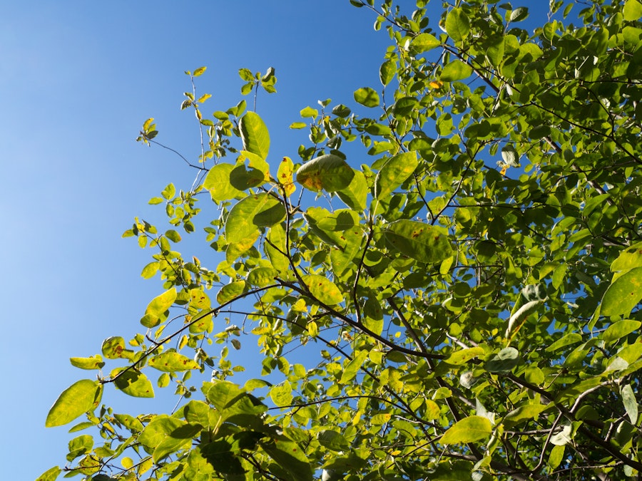 Photo: Leaves on Tree Over Blue Sky