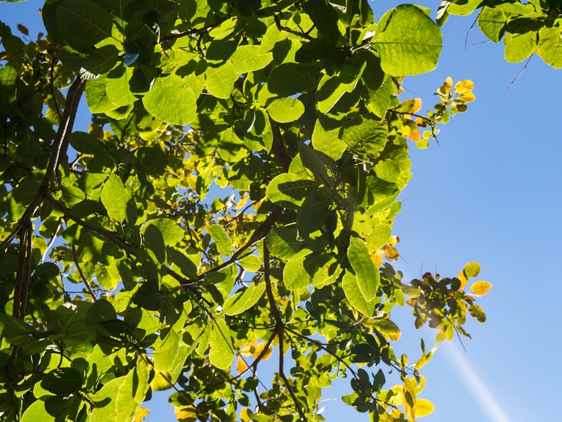 Photo: Leaves on Tree Over Blue Sky
