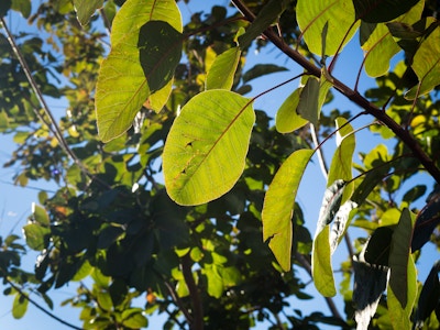 Leaves on Plant