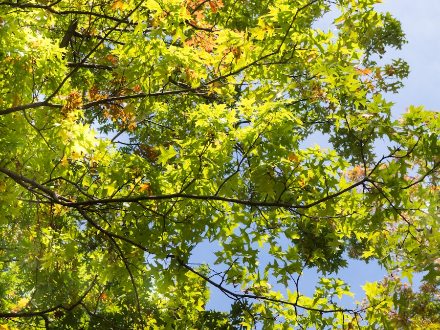 Photo: Green Leaves on Tree Branches