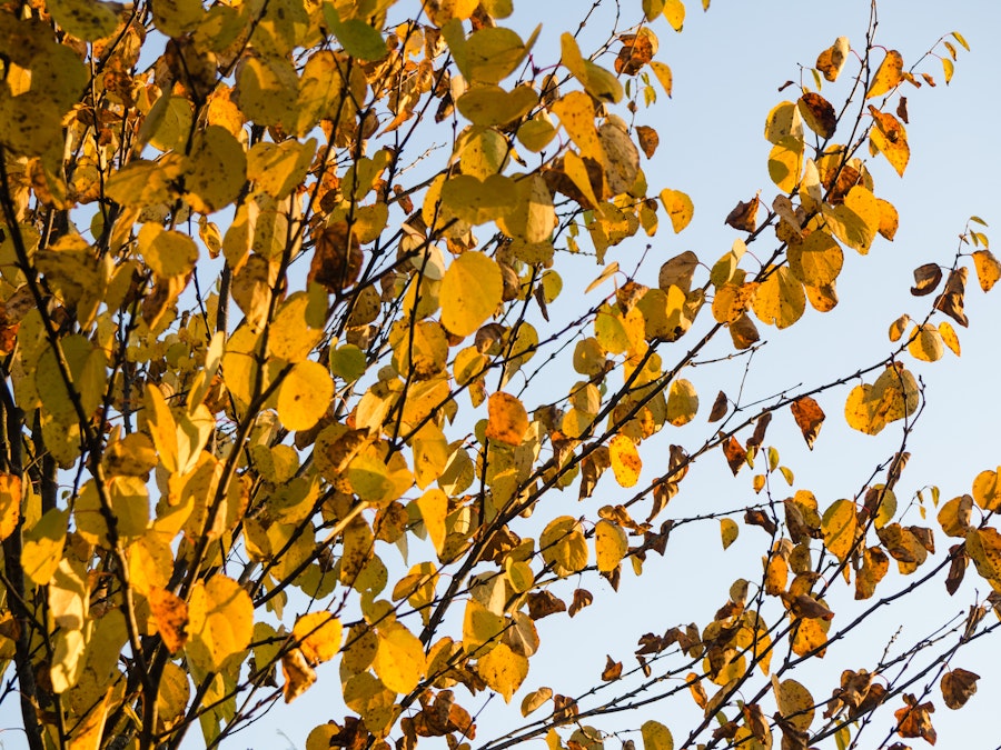 Photo: Fall Leaves in Tree