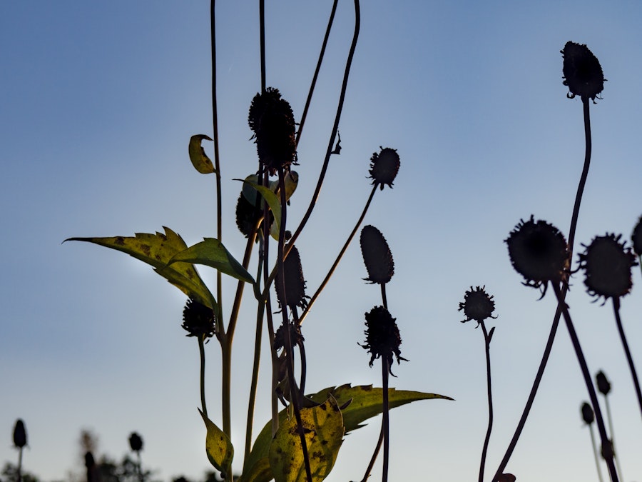 Photo: Flowers and Leaves Under Sunset