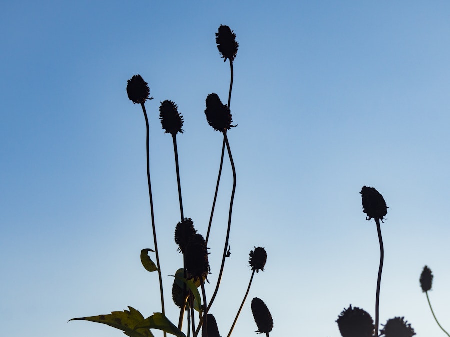 Photo: Silhouetted Flowers in Sunset