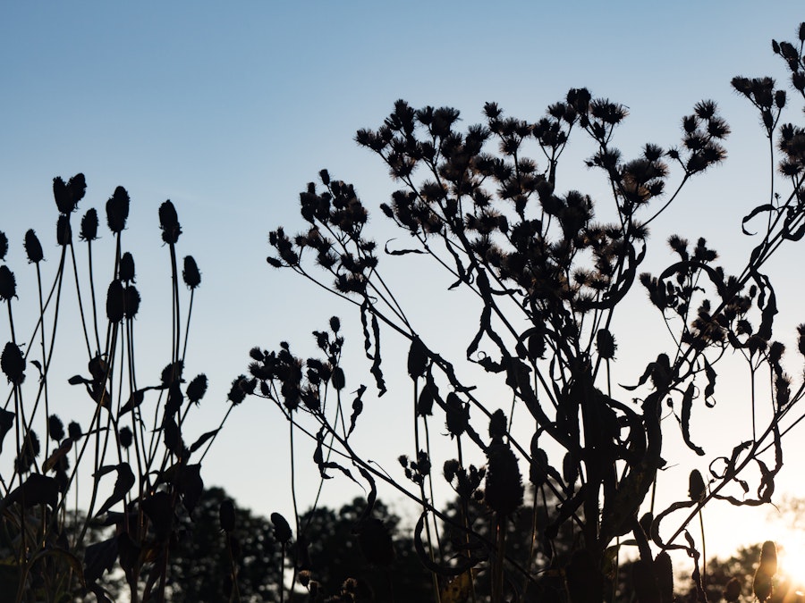 Photo: Flowers Silhouetted in Sunset