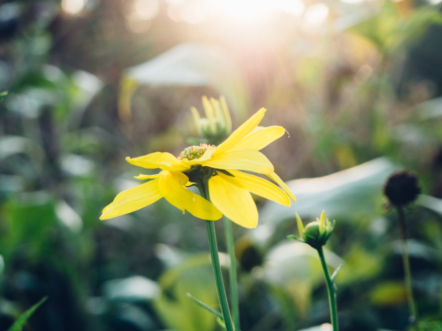 Photo: Yellow Flower and Sunlight