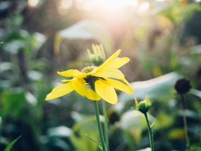Yellow Flower and Sunlight