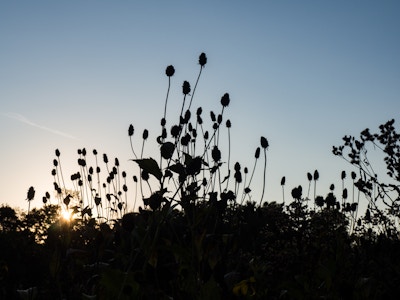 Sunset Behind Leaves and Flowers