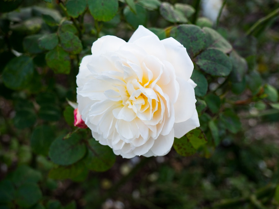 Photo: White Rose
