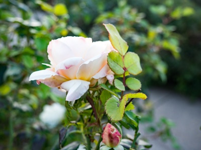 White Flower and Green Leaves