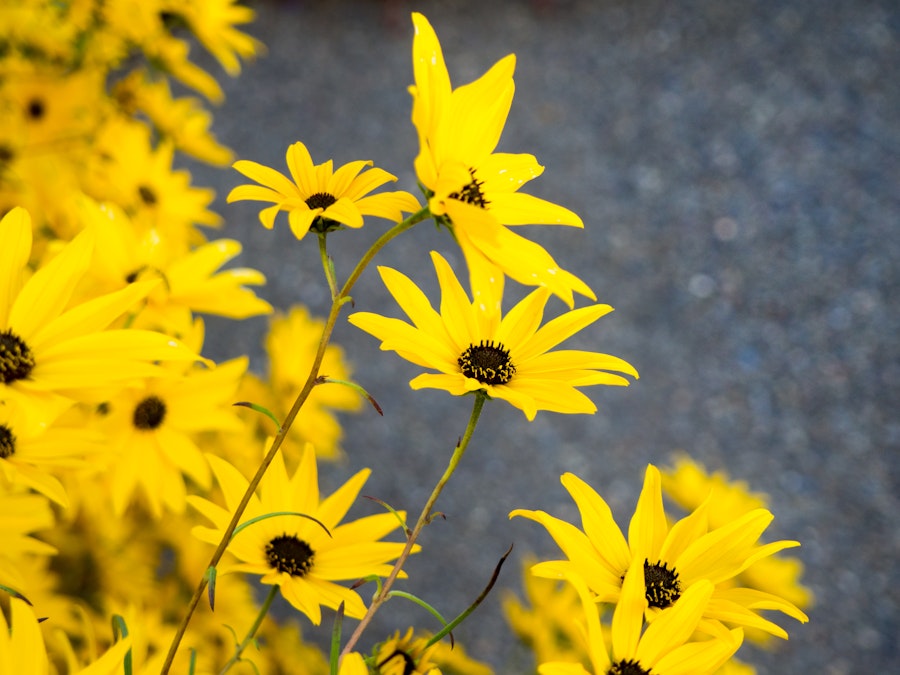 Photo: Yellow and Black Flowers