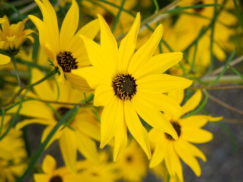 Photo: Yellow Flowers