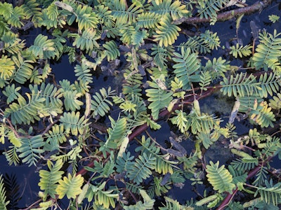 Leaves in a Pond