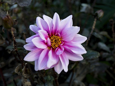 Pink Flower in Garden