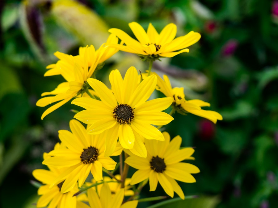 Photo: Yellow Flowers