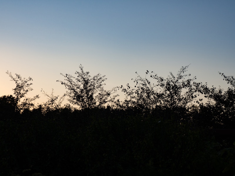 Photo: Branches in Sunset
