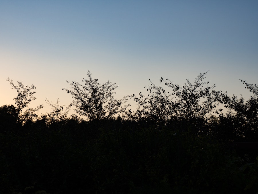 Photo: Branches in Sunset