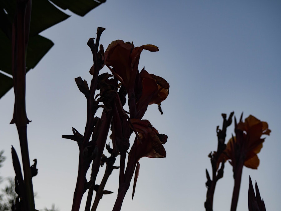 Photo: Silhouetted Flowers in Sunset