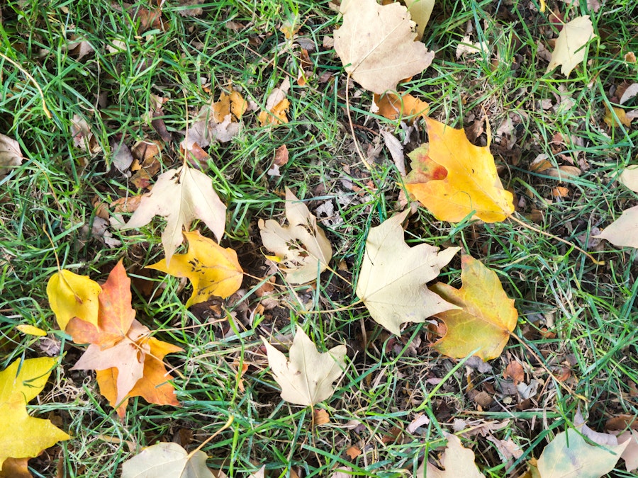 Photo: Fall Leaves on Grass