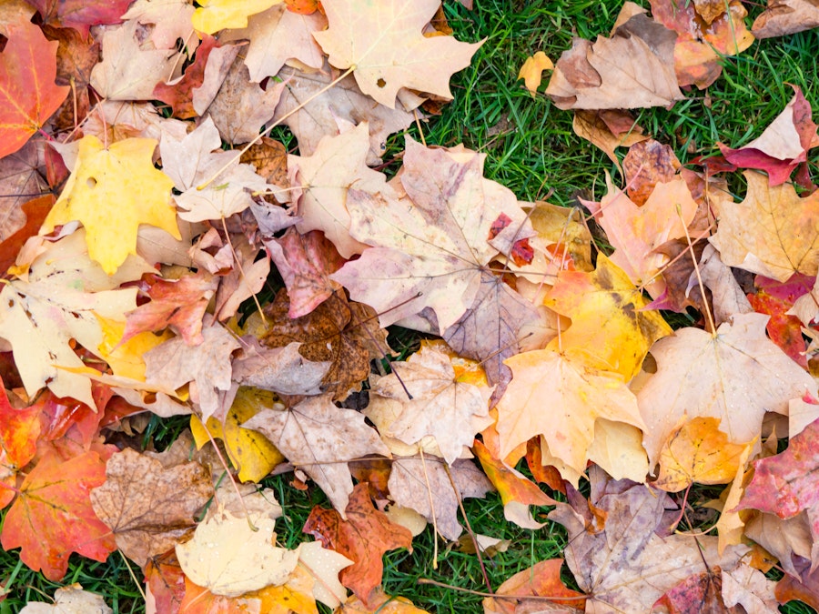 Photo: Fall Leaves on Grass