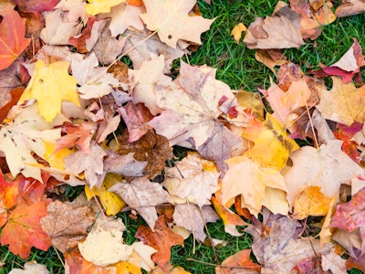 Fall Leaves on Grass