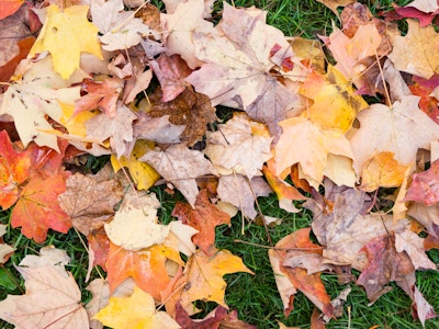 Colorful Fall Leaves