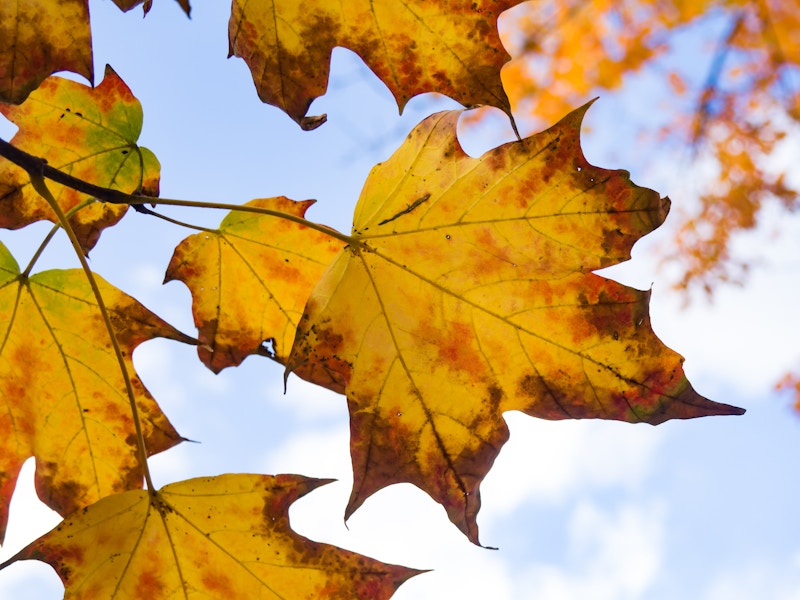 Photo: Fall Leaves