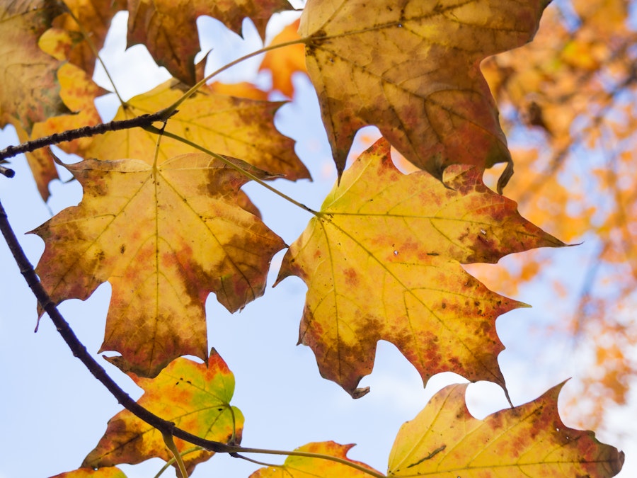 Photo: Fall Leaves on Tree