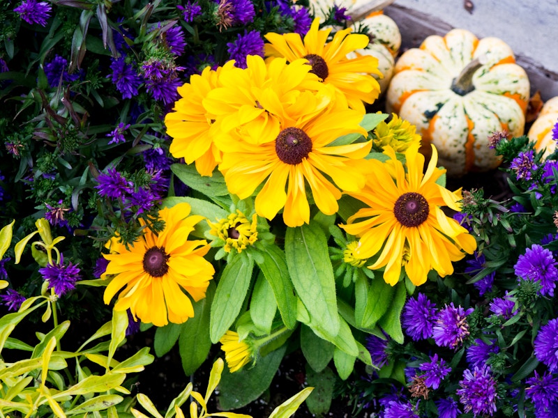 Photo: Yellow and Purple Flowers in Garden