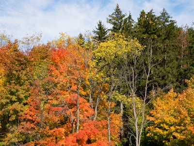 Trees with Leaves in Fall