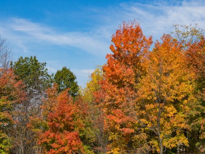 Trees With Colorful Fall Leaves