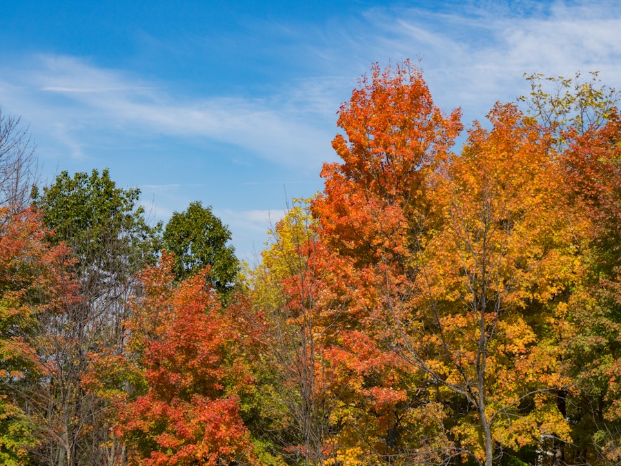 Photo: Trees With Colorful Fall Leaves