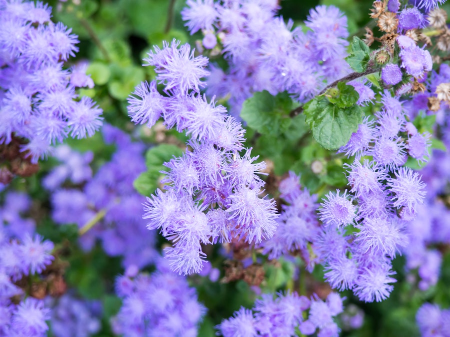 Photo: Purple Flowers in Garden