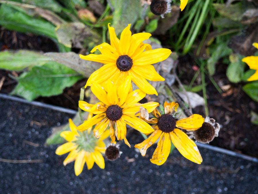 Photo: Three Yellow Flowers in Focus