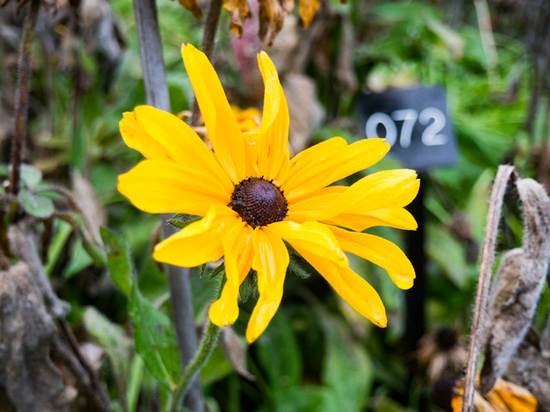 Photo: Yellow Flower in Garden