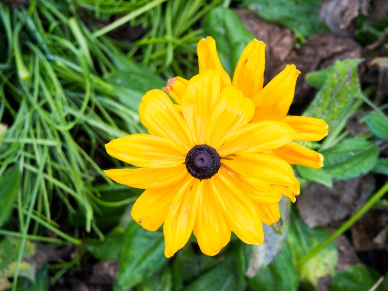 Photo: Yellow Flower