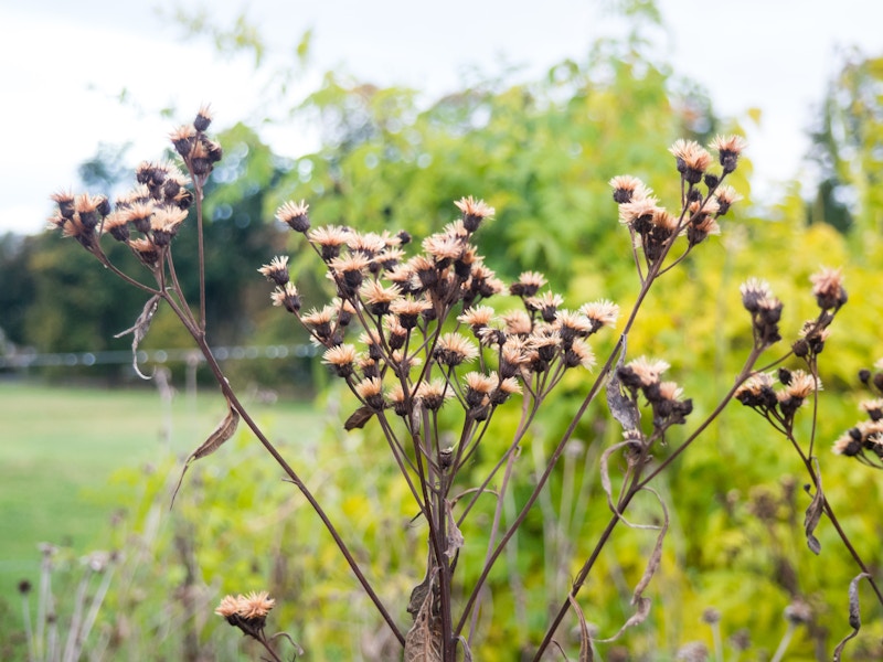 Photo: Flower Bulbs