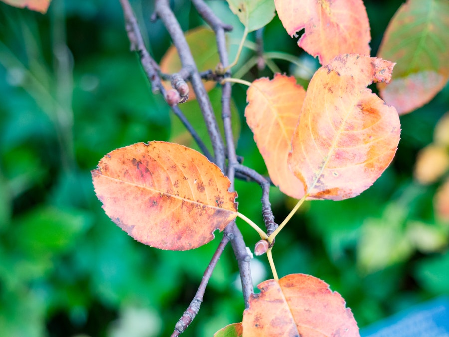 Photo: Leaves and Branches