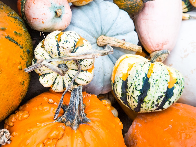 Photo: Pumpkins
