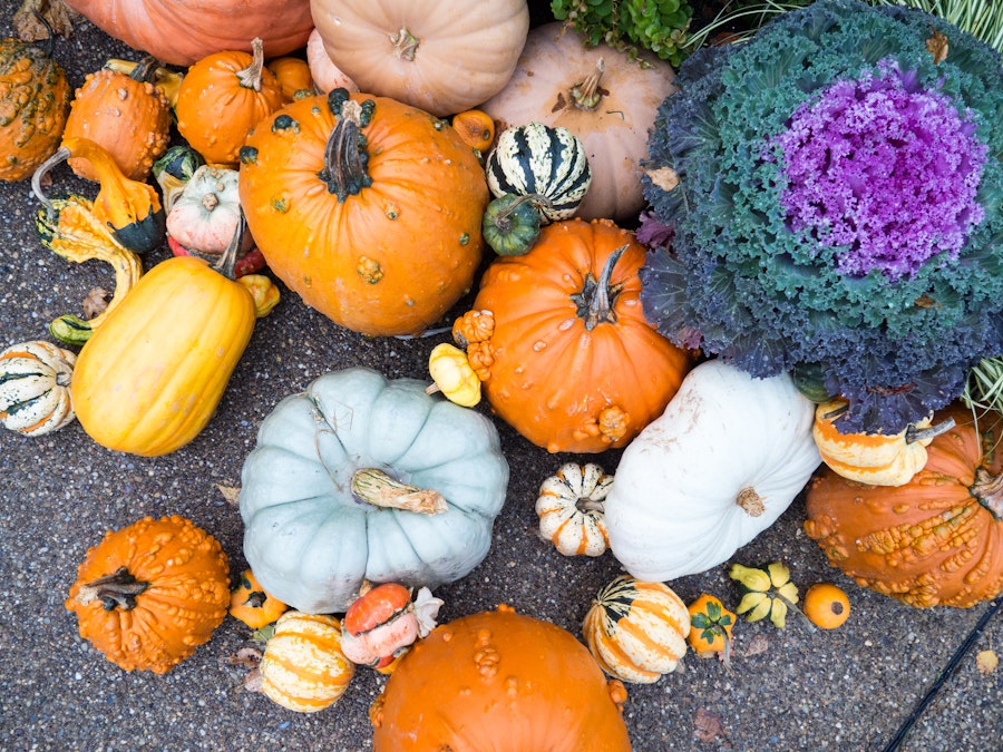 Photo: Pumpkins with Gourds