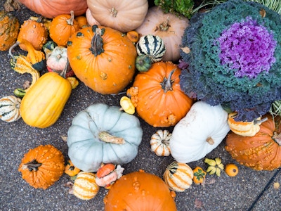 Pumpkins with Gourds