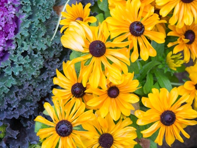 Yellow Flowers in Garden