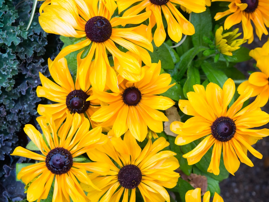 Photo: Yellow Flowers over Leaves in Garden