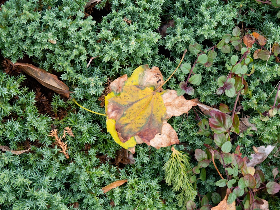 Photo: Yellow Leaf